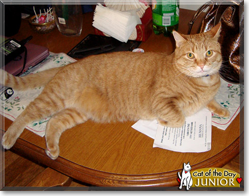 Junior, the Cat of the Day