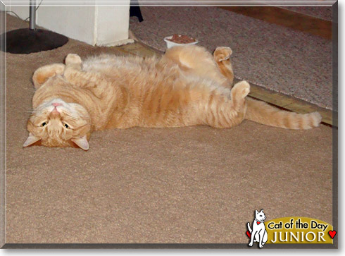 Junior, the Cat of the Day