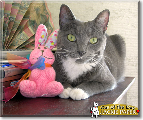 Jackie Paper, the Cat of the Day