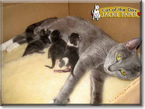 Jackie Paper, the Cat of the Day