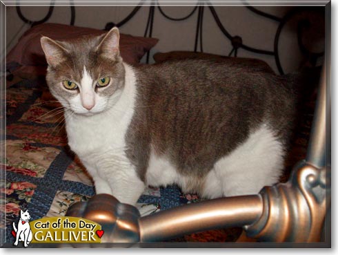 Galiver, the Cat of the Day