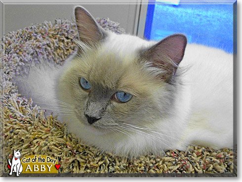 Abby, the Cat of the Day