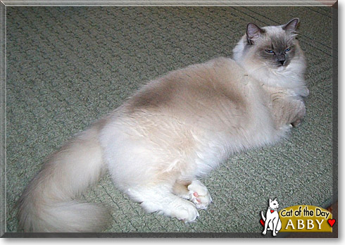 Abby, the Cat of the Day