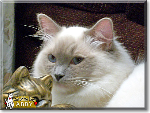 Abby, the Cat of the Day