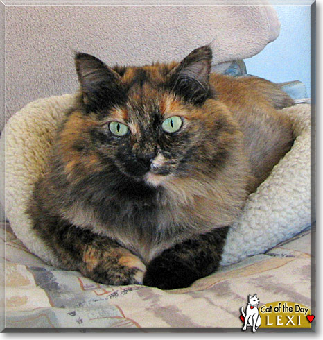 Lexi, the Cat of the Day