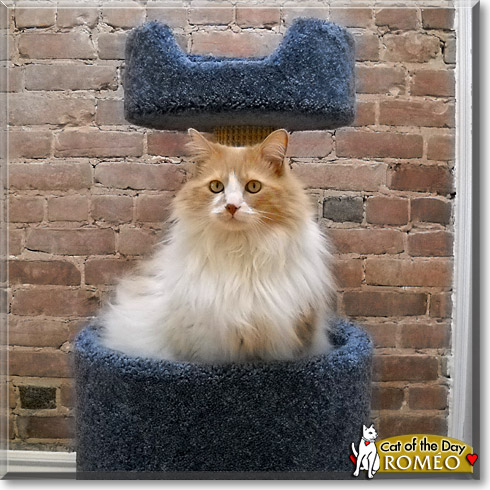 Roméo, the Cat of the Day