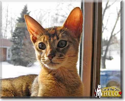 Helo, the Cat of the Day