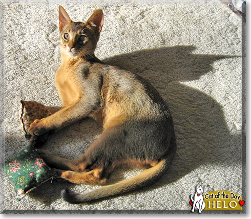 Helo, the Cat of the Day