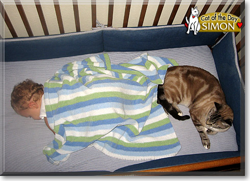 Simon, the Cat of the Day