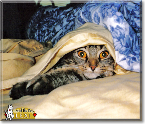 Lexi, the Cat of the Day