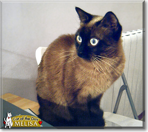 Melisa, the Cat of the Day