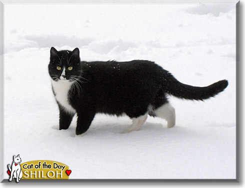Shiloh, the Cat of the Day