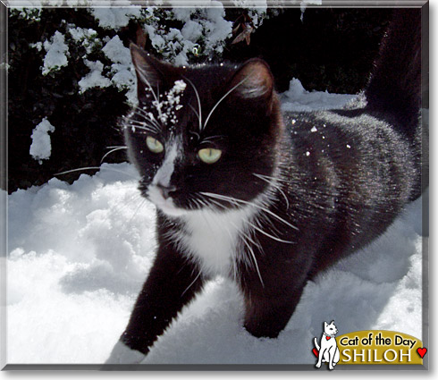 Shiloh, the Cat of the Day