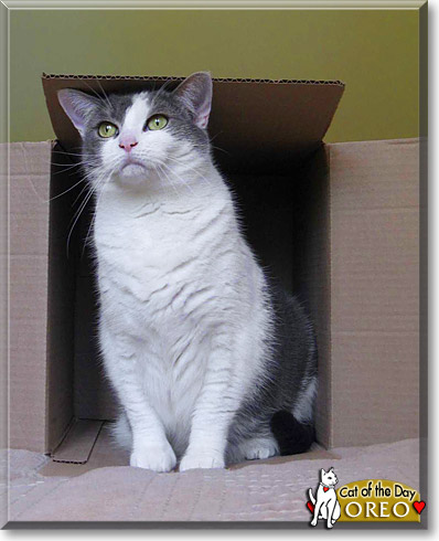 Oreo, the Cat of the Day