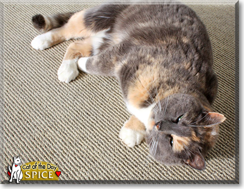 Spice, the Cat of the Day