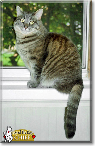 Chief, the Cat of the Day