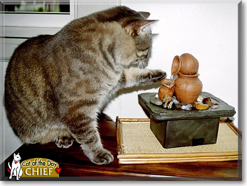 Chief, the Cat of the Day
