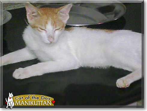 Manikuttan, the Cat of the Day