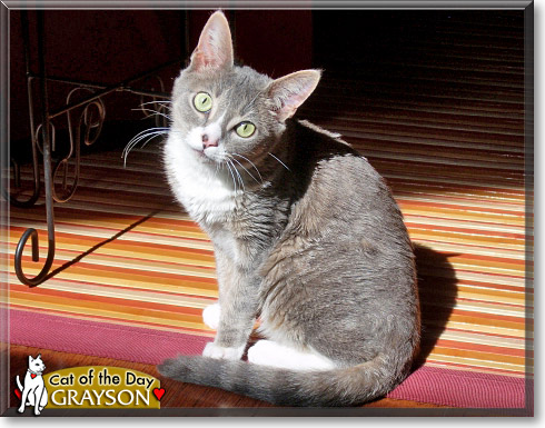 Grayson, the Cat of the Day