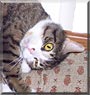 Pussifer