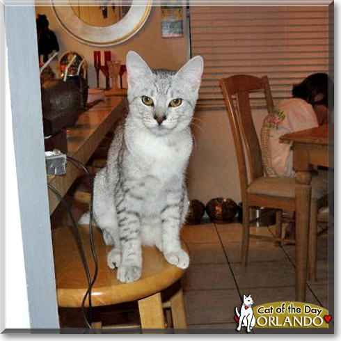 Orlando, the Cat of the Day