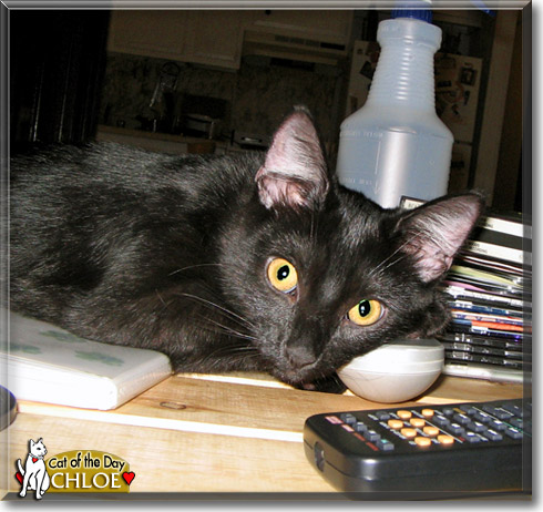 Chloe, the Cat of the Day