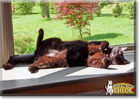 Chloe, the Cat of the Day