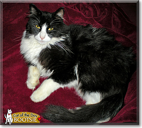 Bootsie, the Cat of the Day