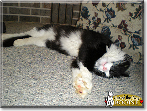 Bootsie, the Cat of the Day