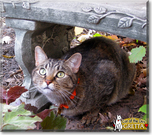 Gretta, the Cat of the Day