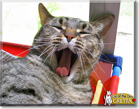 Gretta, the Cat of the Day