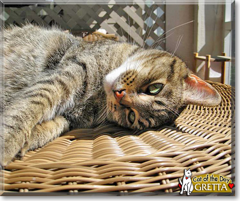 Gretta, the Cat of the Day
