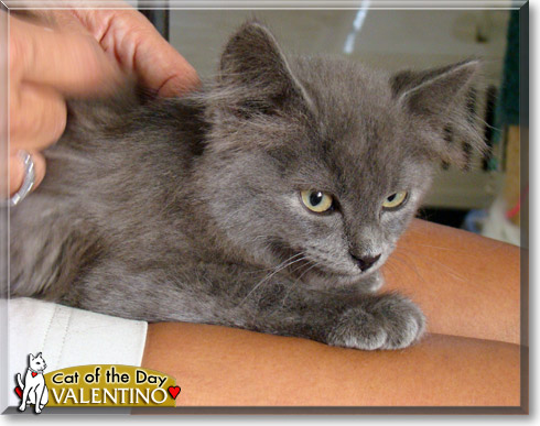 Valentino, the Cat of the Day