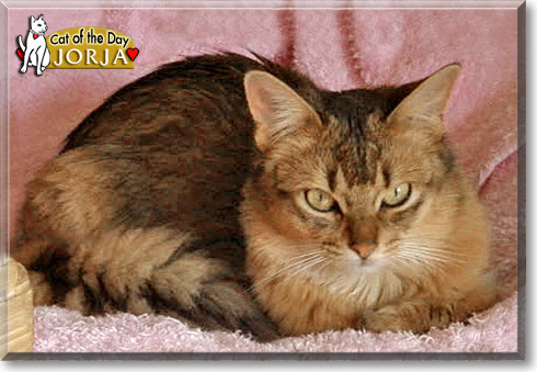 Jorja, the Cat of the Day Jorja, the Cat of the Day