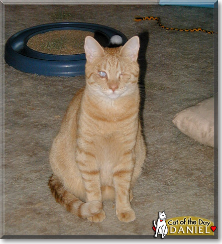 Daniel, the Cat of the Day