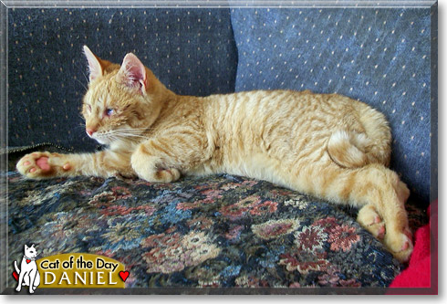 Daniel, the Cat of the Day