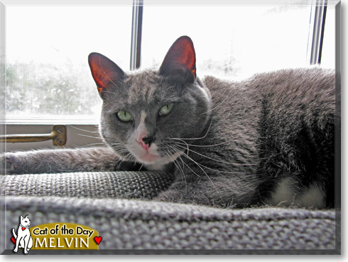 Melvin, the Cat of the Day Melvin, the Cat of the Day