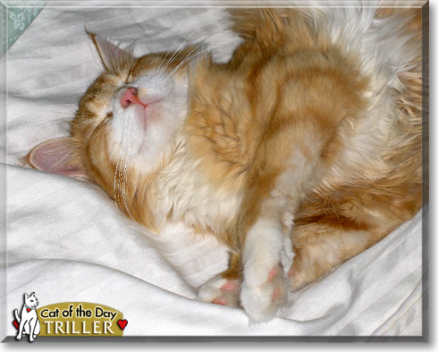 Triller Belle, the Cat of the Day