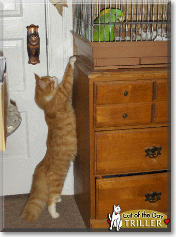 Triller Belle, the Cat of the Day