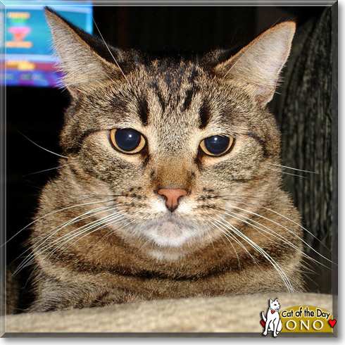 Ono, the Cat of the Day