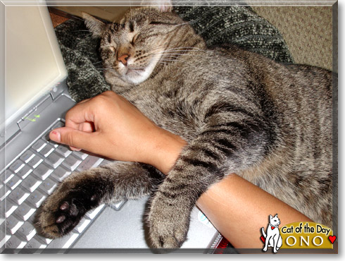 Ono, the Cat of the Day