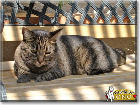 Ono, the Cat of the Day