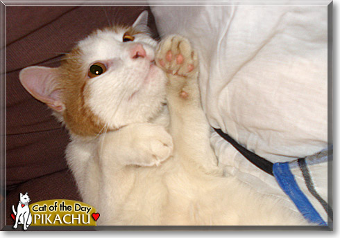 Pikachu, the Cat of the Day