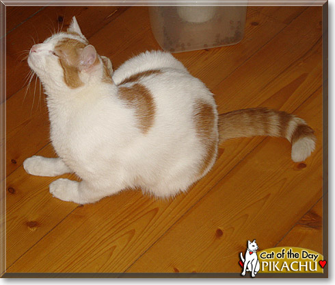 Pikachu, the Cat of the Day