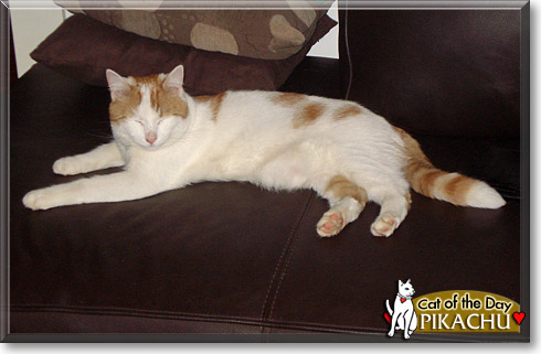 Pikachu, the Cat of the Day