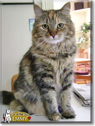 Emmy, the Cat of the Day