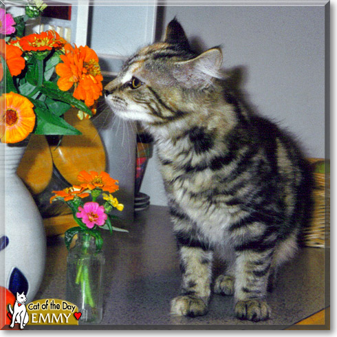 Emmy, the Cat of the Day