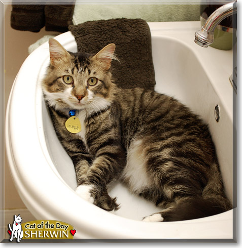 Sherwin, the Cat of the Day