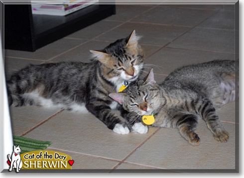 Sherwin, the Cat of the Day