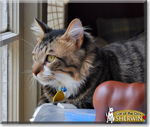 Sherwin, the Cat of the Day